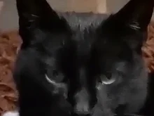 Frikadellen aus dem Backofen - Rezept - Bild Nr. 16931