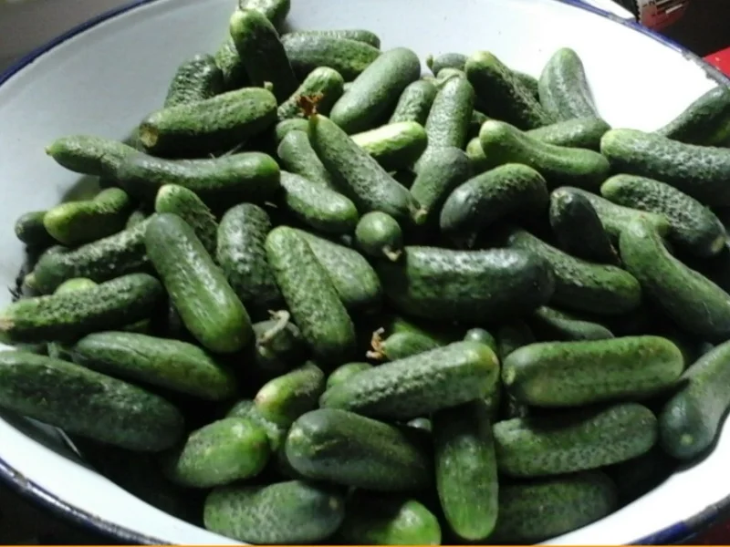 Eingelegte kleine Gewürzgurken nach Ivanka - Rezept - Bild Nr. 6234