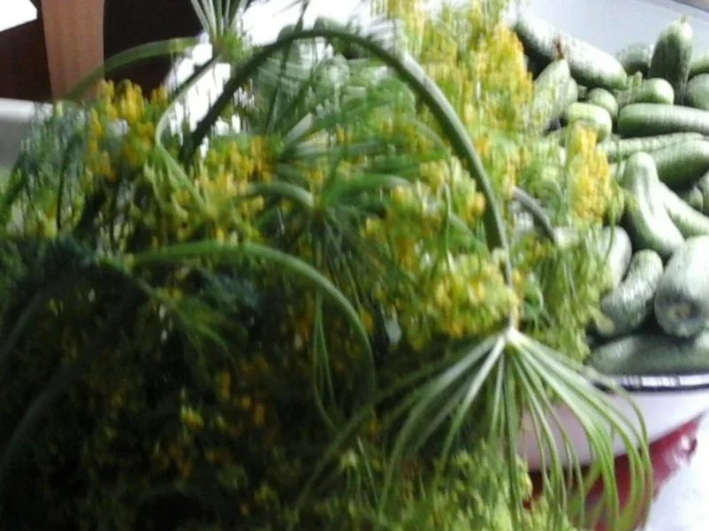 Eingelegte kleine Gewürzgurken nach Ivanka - Rezept - Bild Nr. 6235