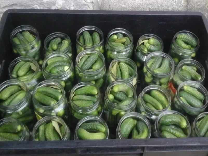 Eingelegte kleine Gewürzgurken nach Ivanka - Rezept - Bild Nr. 6239