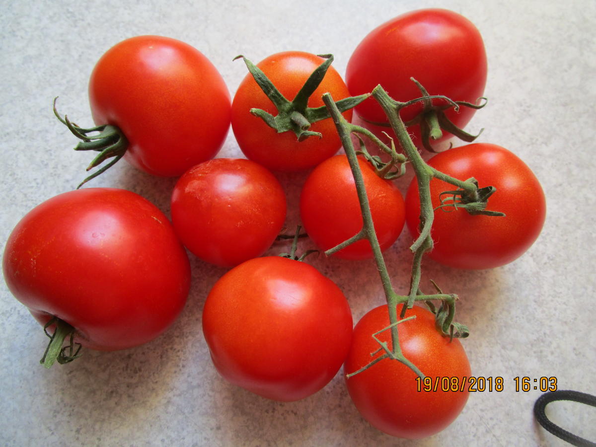 auflauf: tortellini, hack, tomaten, basilikum - Rezept - Bild Nr. 6243