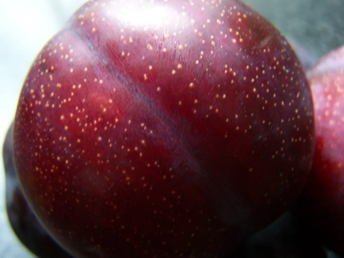 Rezept: Plumcot-Abrikosen- Streusselkuchen Bild Nr. 6269 Plumcot-Abrikosen- Streusselkuchen - Rezept - Bild Nr. 6269