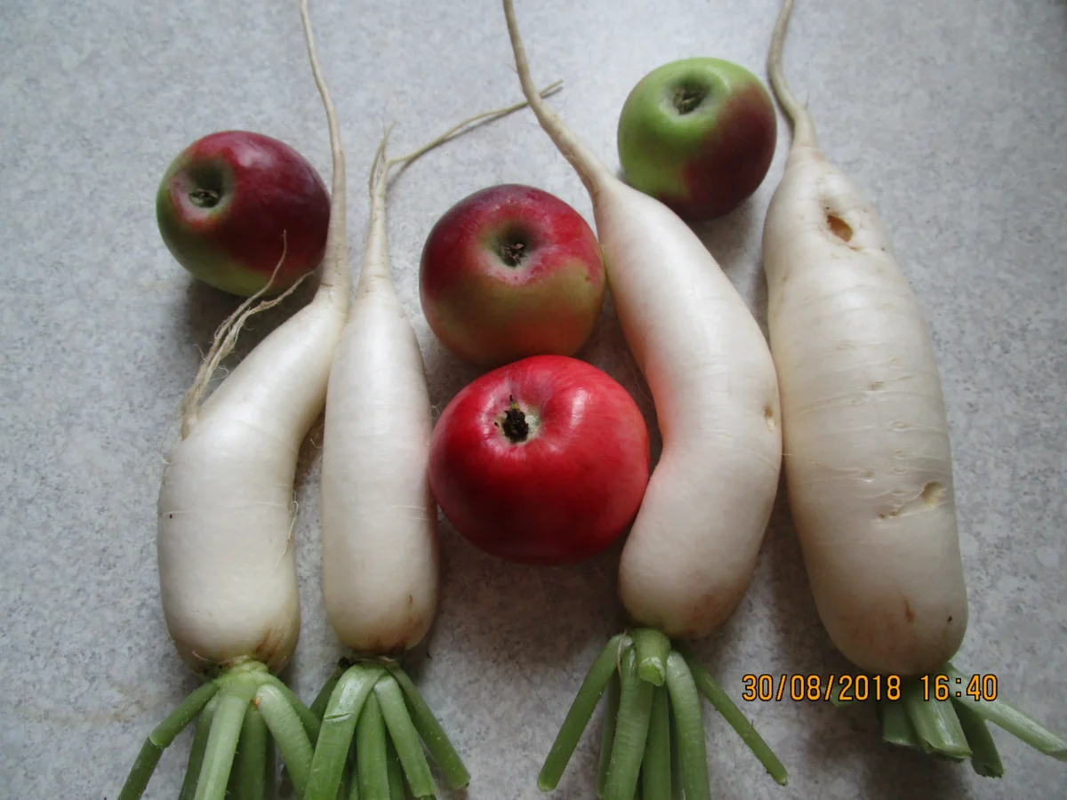 Rezept: salat: rettich und äpfel aus dem garten müssen weg Bild Nr. 6242 salat: rettich und äpfel aus dem garten müssen weg - Rezept - Bild Nr. 6242