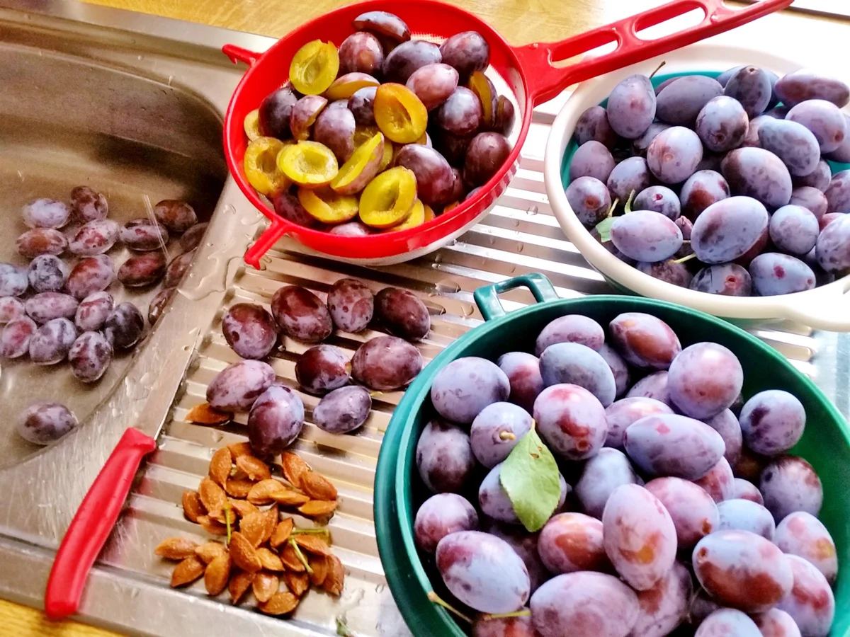 Zwetschgenmus ... - Rezept - Bild Nr. 6246