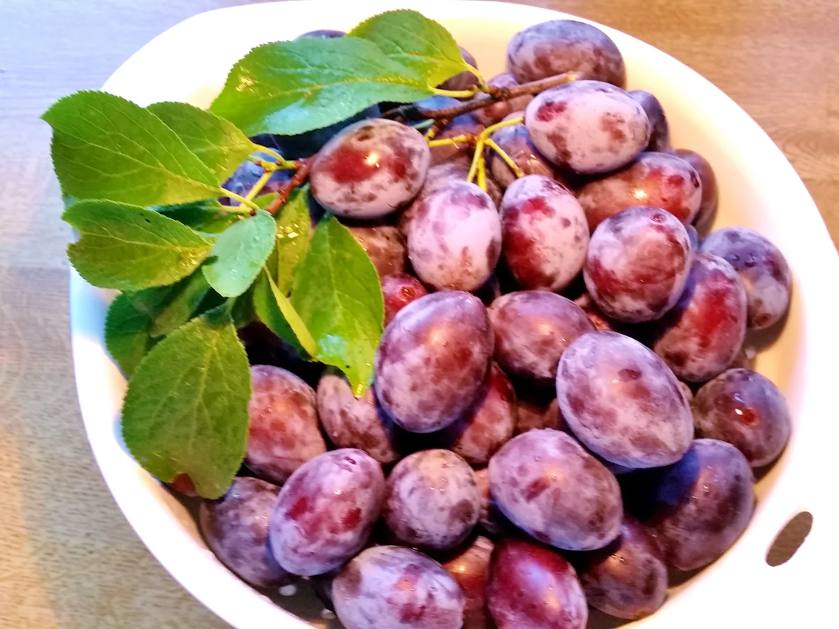 Zwetschgen-Konfitüre einfach - Rezept - Bild Nr. 6265