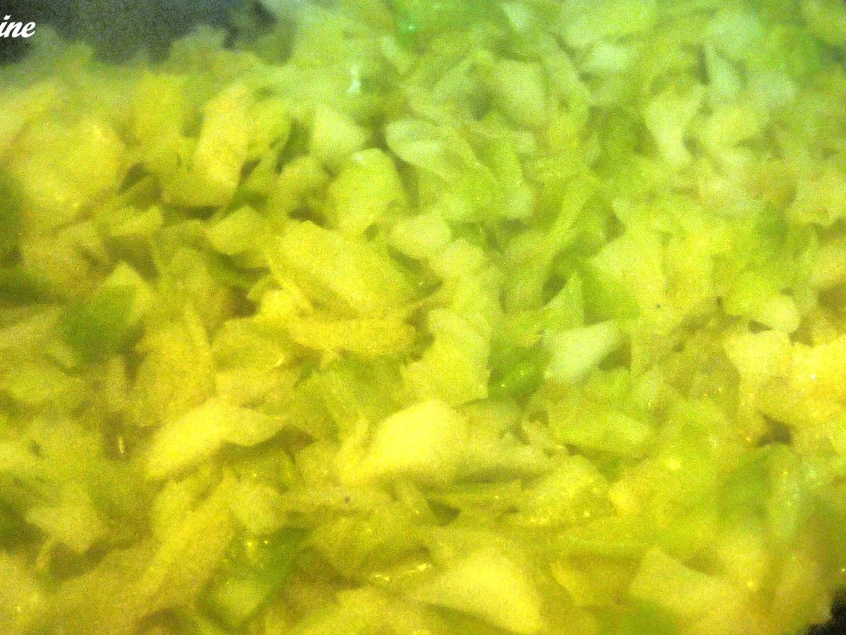 Rezept: Spitzkohl-Kartoffel-Topf Bild Nr. 13 Spitzkohl-Kartoffel-Topf - Rezept - Bild Nr. 13