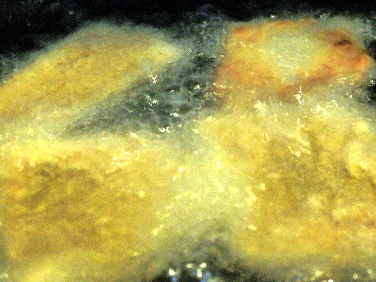 Spirkel, Spätzle, pikante Kürbissauce - Rezept - Bild Nr. 6388