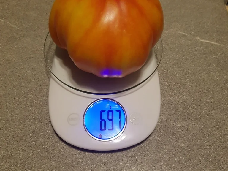 Rezept: Tomatensalat vom Ochsenherz XXL Bild Nr. 6378 Tomatensalat vom Ochsenherz XXL - Rezept - Bild Nr. 6378