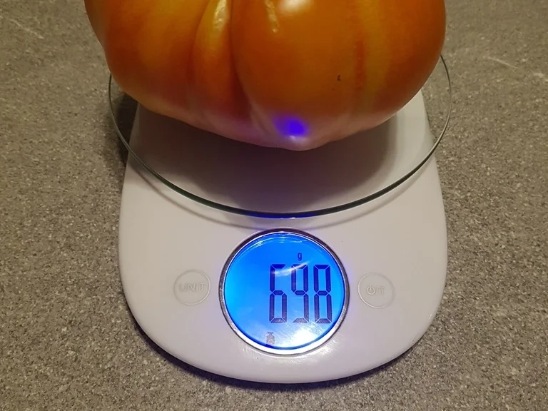 Rezept: Tomatensalat vom Ochsenherz XXL Bild Nr. 6379 Tomatensalat vom Ochsenherz XXL - Rezept - Bild Nr. 6379