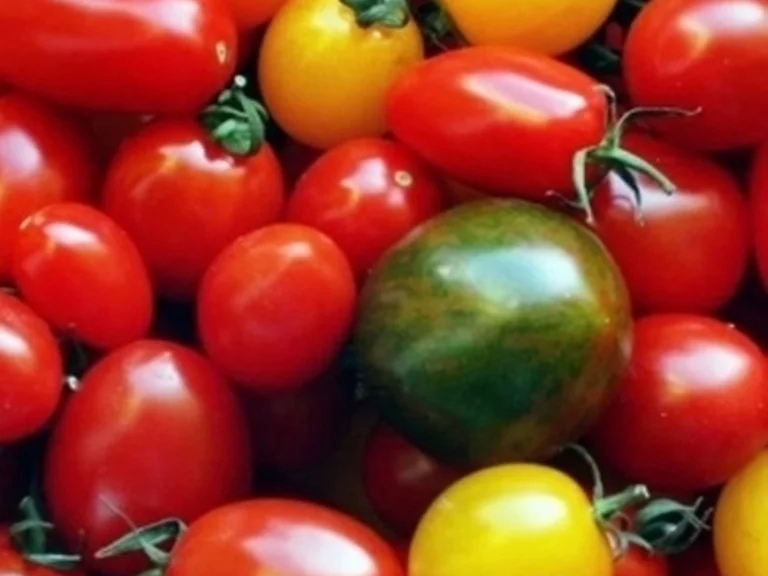 Lebensmittelpulver (auch zum färben von Pasta) selbst herstellen - Rezept - Bild Nr. 6382