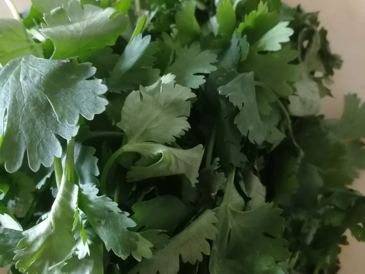 Koriander Knobi Dipp mit MUT - Rezept - Bild Nr. 6382