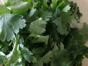 Koriander Knobi Dipp mit MUT - Rezept - Bild Nr. 6382