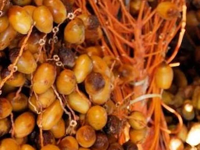 Rezept: Fermentiertes Wasser (aus eigener Herstellung) Bild Nr. 6477 Fermentiertes Wasser (aus eigener Herstellung) - Rezept - Bild Nr. 6477