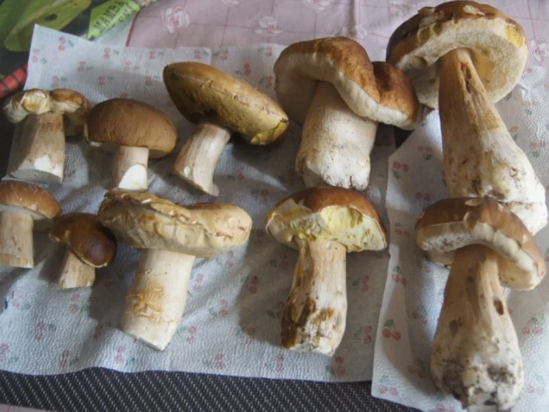 Rezept: Steinpilzschnitzel Bild Nr. 6510 Steinpilzschnitzel - Rezept - Bild Nr. 6510