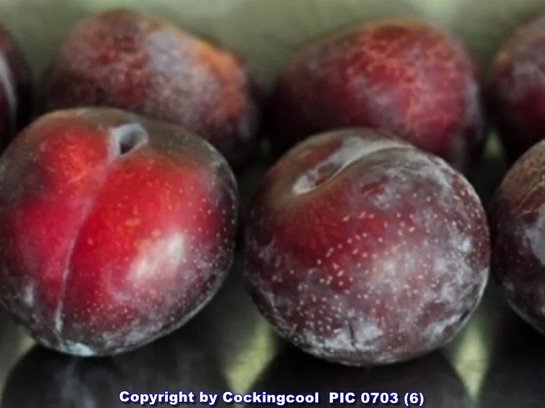 Buttermilch- Rührkuchen mit Pflaumen - Rezept - Bild Nr. 6511