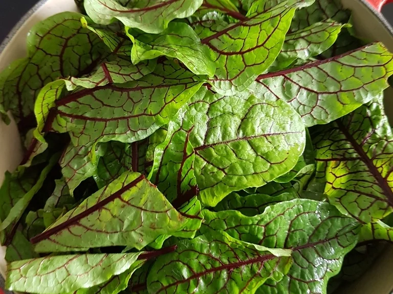 Rezept: Sauerampfersuppe à la Biggi Bild Nr. 6512 Sauerampfersuppe à la Biggi - Rezept - Bild Nr. 6512