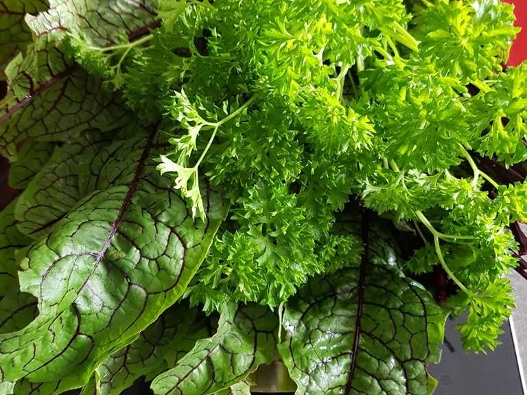 Rezept: Sauerampfersuppe à la Biggi Bild Nr. 6513 Sauerampfersuppe à la Biggi - Rezept - Bild Nr. 6513