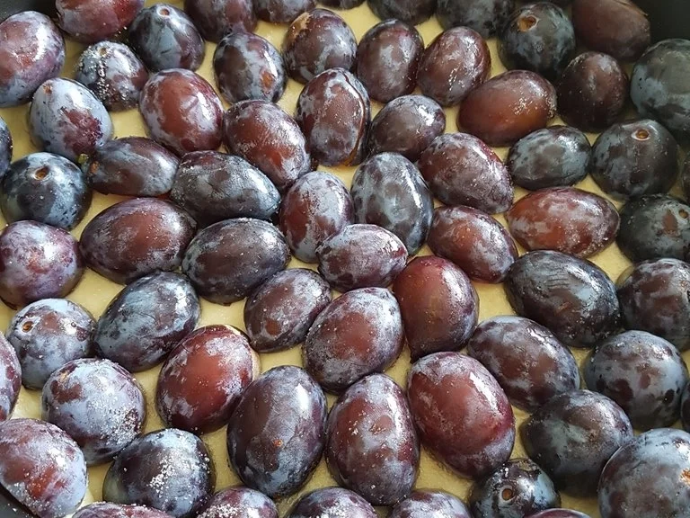 Streuselkuchen mit Pflaumen - Rezept - Bild Nr. 6513