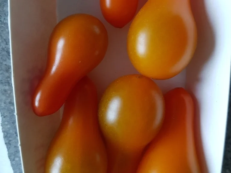 Schnelle gastfreundliche Happen aus Blätterteig - Rezept - Bild Nr. 6606