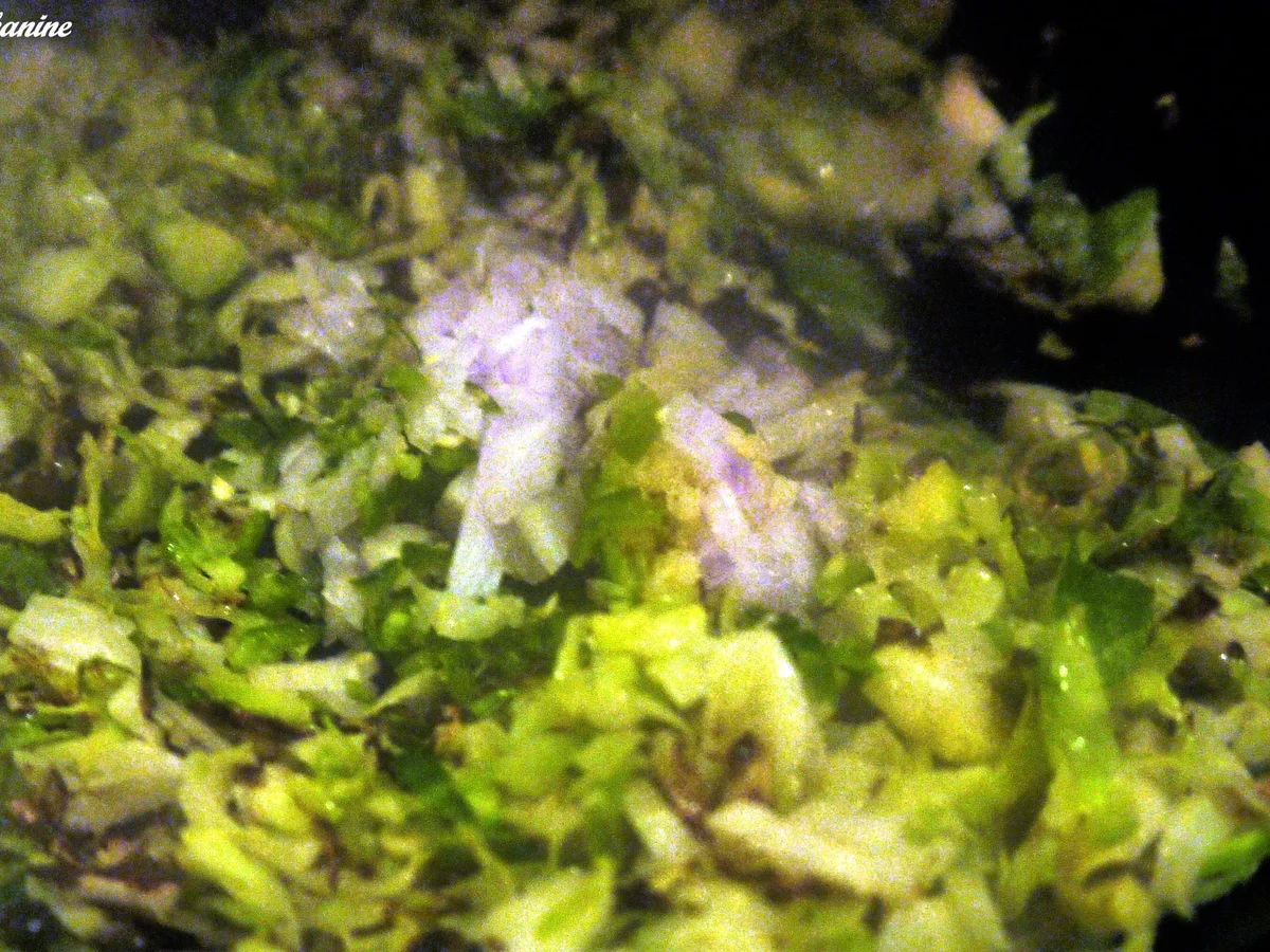 Rezept: Pasta mit Rosenkohl-Pfeffer-Sauce Bild Nr. 6 Pasta mit Rosenkohl-Pfeffer-Sauce - Rezept - Bild Nr. 6