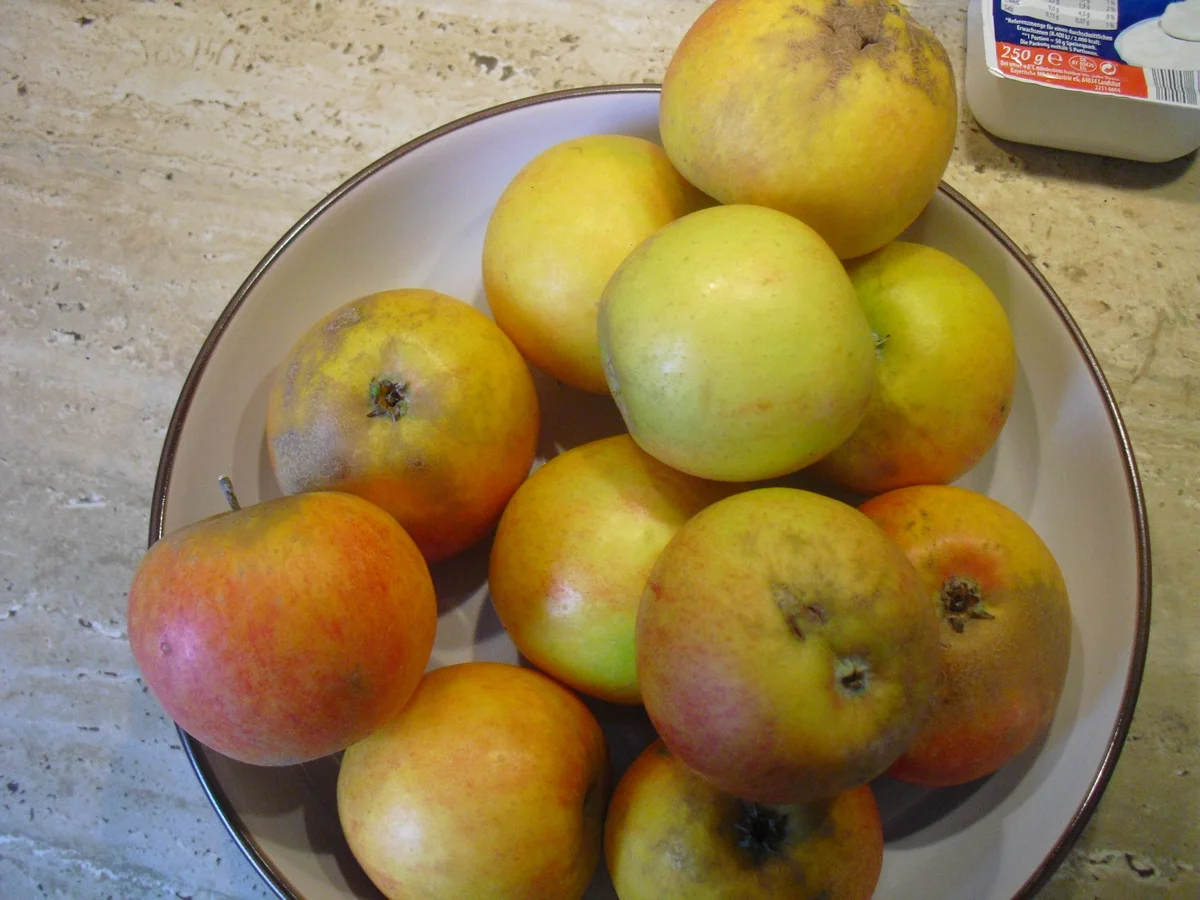 Rezept: Apfel-Quark- Kuchen Bild Nr. 6612 Apfel-Quark- Kuchen - Rezept - Bild Nr. 6612