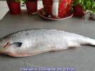 Lachsfilet mit Salat und Pastinakenpürree - Rezept - Bild Nr. 6693
