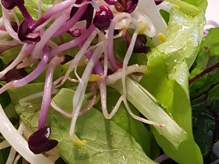 Lachsfilet mit Salat und Pastinakenpürree - Rezept - Bild Nr. 6703
