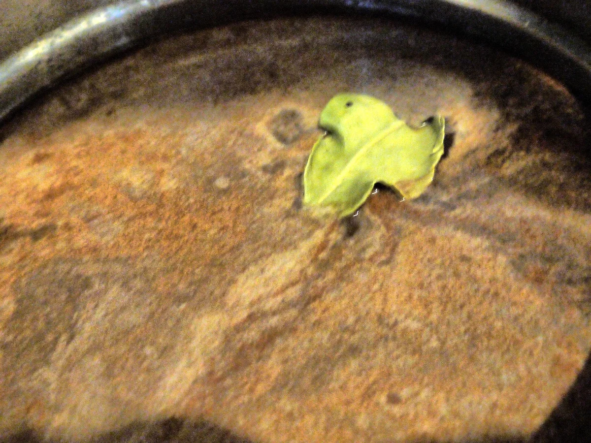 Schokolierte Orangenschalen - Rezept - Bild Nr. 9