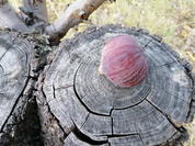 Mascarpone - Feigen - Torte - Rezept - Bild Nr. 6763