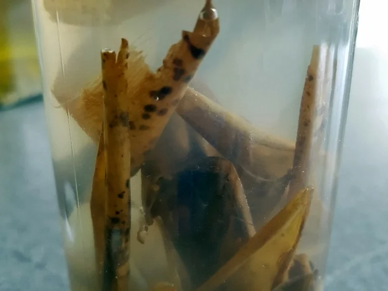 Bananen Gewürzessig - Rezept - Bild Nr. 6817