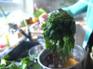 kabeljau, kürbis, brennnessel, kartoffel - Rezept - Bild Nr. 2