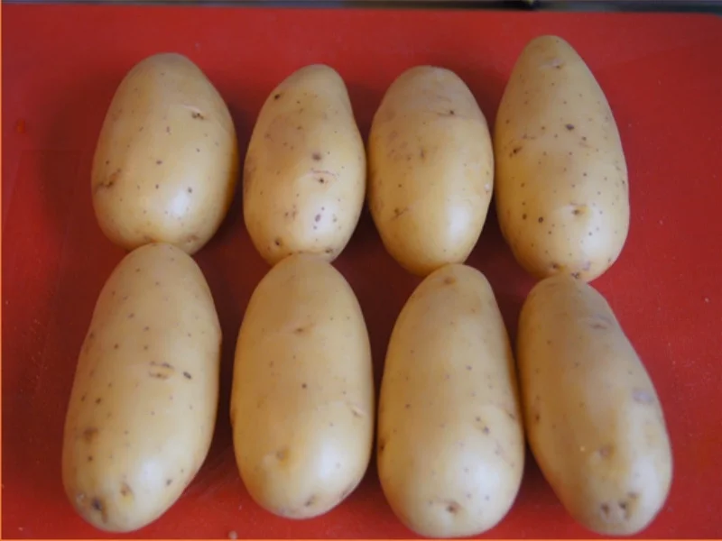 Rezept: Schweinefilet mit Champignons, Paprikas , Zwiebeln und Kartoffelpilzen Bild Nr. 6953 Schweinefilet mit Champignons, Paprikas , Zwiebeln und Kartoffelpilzen - Rezept - Bild Nr. 6953