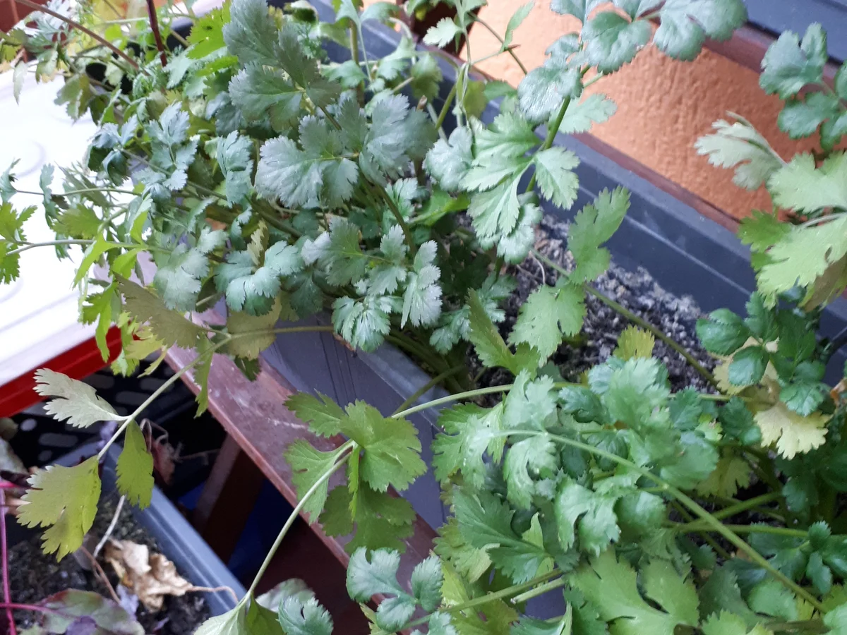 Kartoffel-Rosenkohl- Curry  - Rezept - Bild Nr. 6935