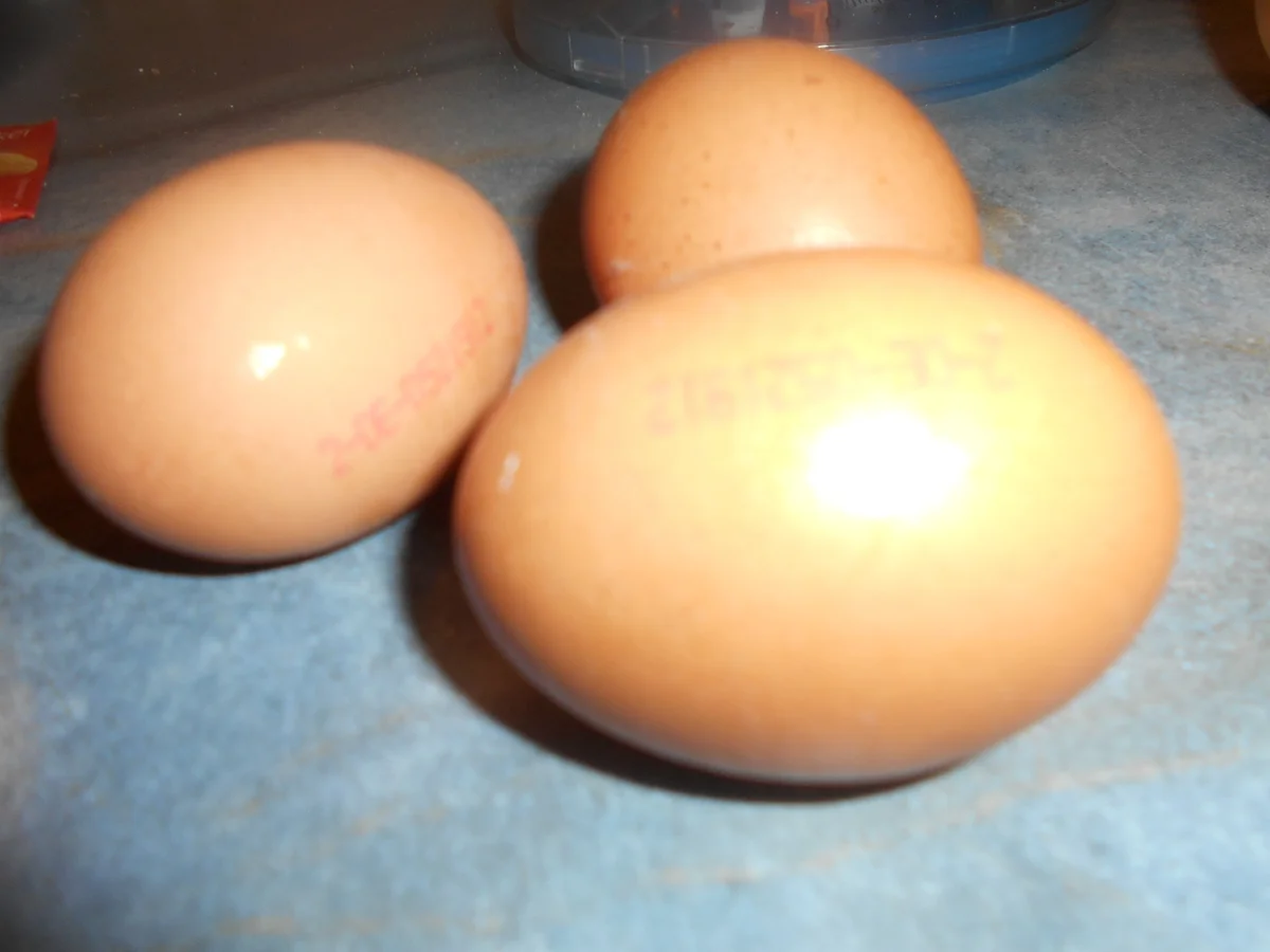 Rezept: Apfel Keks Kuchen Bild Nr. 6963 Apfel Keks Kuchen - Rezept - Bild Nr. 6963