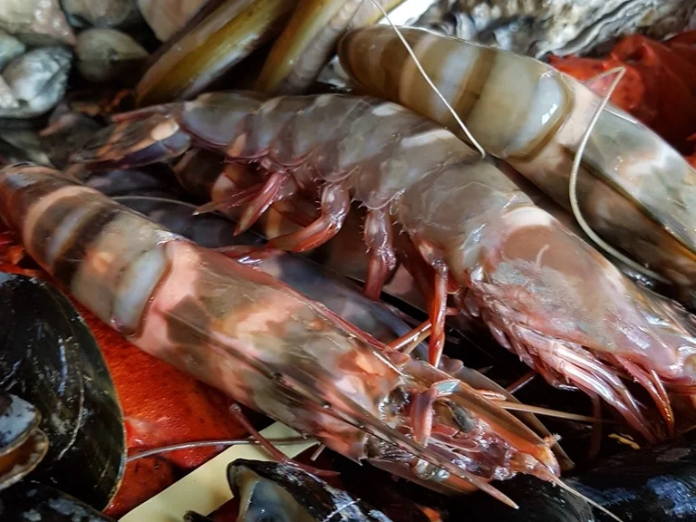 Paella de marisco (mit Meeresfrüchten) - Rezept - Bild Nr. 6970