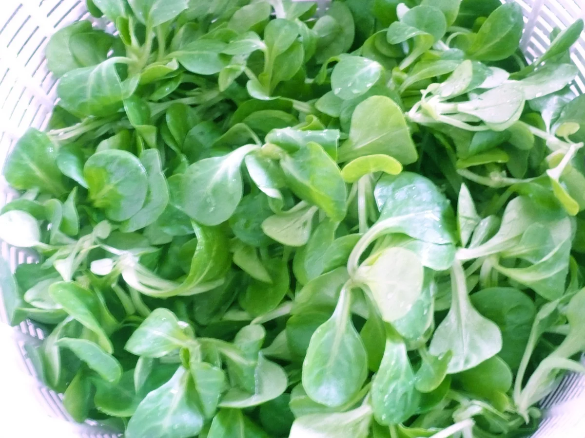 Feldsalat mit Linsen und Räucherfisch - Rezept - Bild Nr. 3