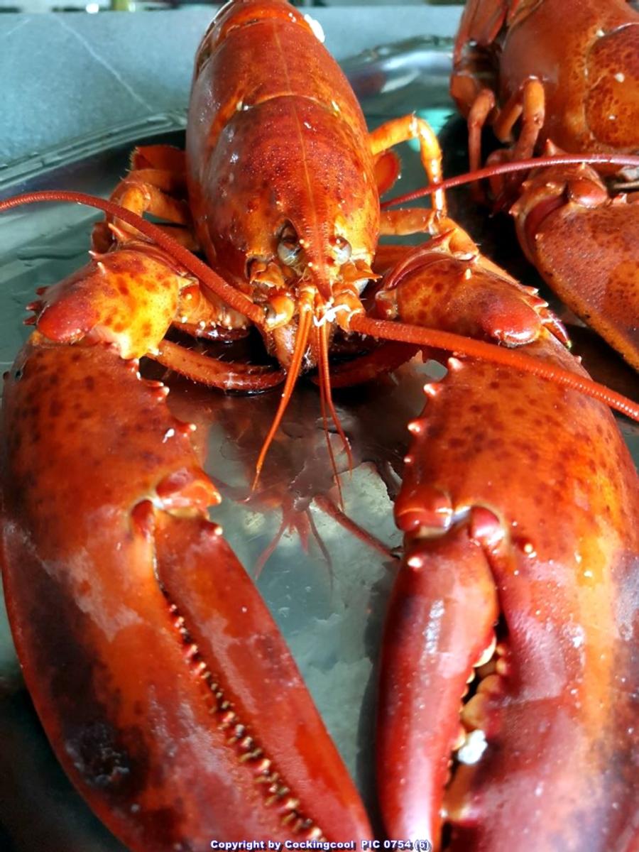 Hummer (Lobster) Gratiniert à la Thermidor - Rezept - Bild Nr. 7025
