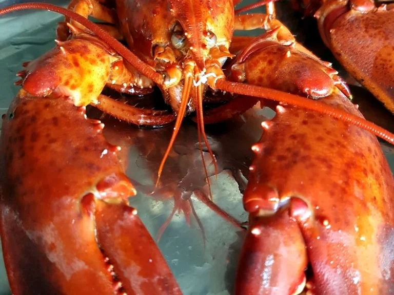 Rezept: Hummer (Lobster) Gratiniert à la Thermidor Bild Nr. 7025 Hummer (Lobster) Gratiniert à la Thermidor - Rezept - Bild Nr. 7025