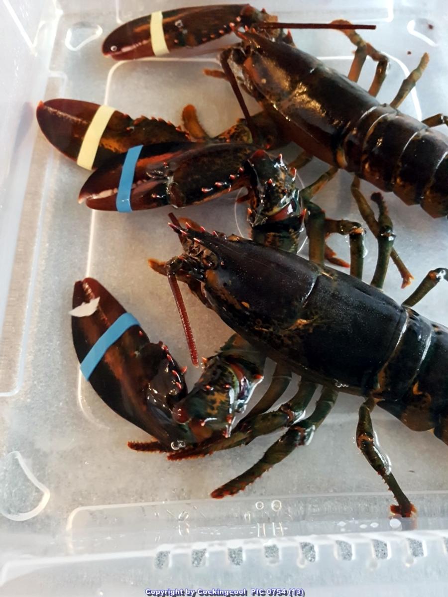Hummer (Lobster) Gratiniert à la Thermidor - Rezept - Bild Nr. 7037