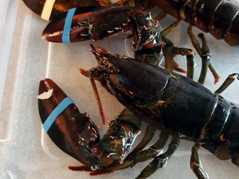 Rezept: Hummer (Lobster) Gratiniert à la Thermidor Bild Nr. 7037 Hummer (Lobster) Gratiniert à la Thermidor - Rezept - Bild Nr. 7037