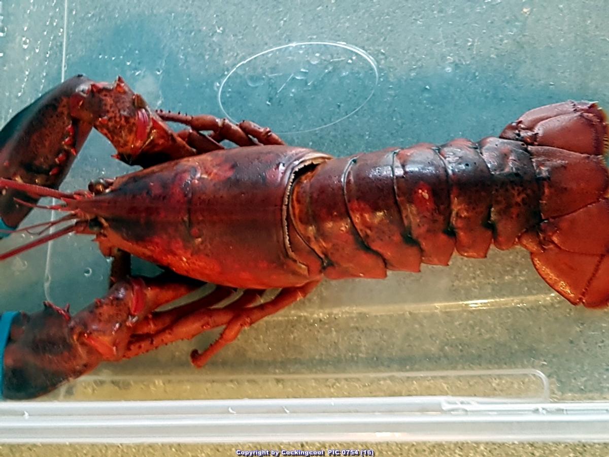 Hummer (Lobster) Gratiniert à la Thermidor - Rezept - Bild Nr. 7040