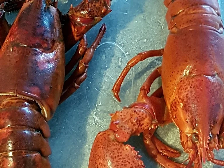 Rezept: Hummer (Lobster) Gratiniert à la Thermidor Bild Nr. 7045 Hummer (Lobster) Gratiniert à la Thermidor - Rezept - Bild Nr. 7045