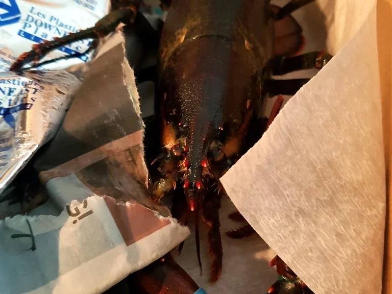 Rezept: Hummer (Lobster) Gratiniert à la Thermidor Bild Nr. 7056 Hummer (Lobster) Gratiniert à la Thermidor - Rezept - Bild Nr. 7056