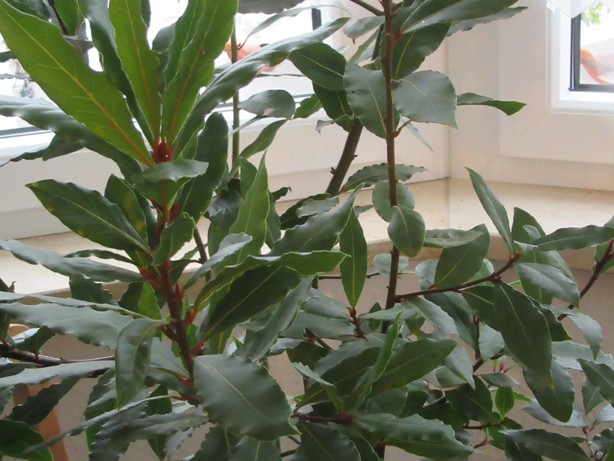 Rezept: Fleisch: Pusztatopf Bild Nr. 7039 Fleisch: Pusztatopf - Rezept - Bild Nr. 7039