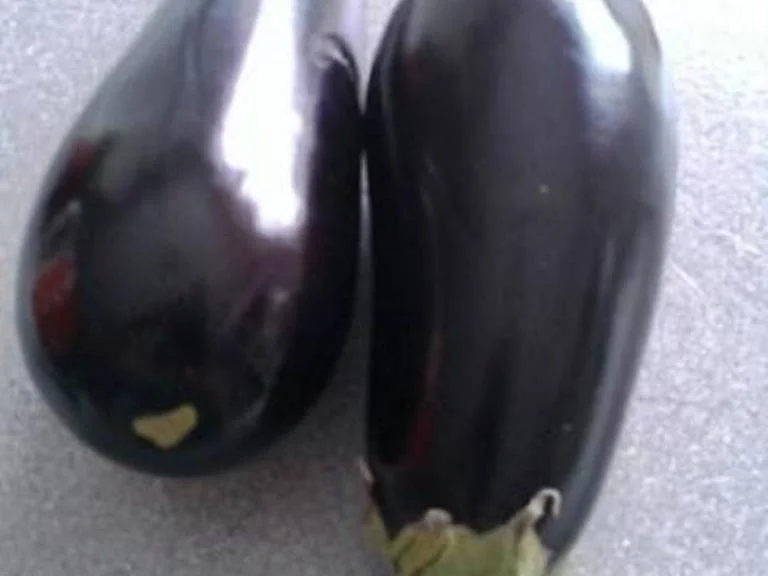 Rezept: Auberginen gebraten und/oder eingelegt Bild Nr. 7089 Auberginen gebraten und/oder eingelegt - Rezept - Bild Nr. 7089