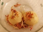 Hafereis/ Gemüseschnipsel/ Petersilienwurzelmilch - Rezept - Bild Nr. 7198