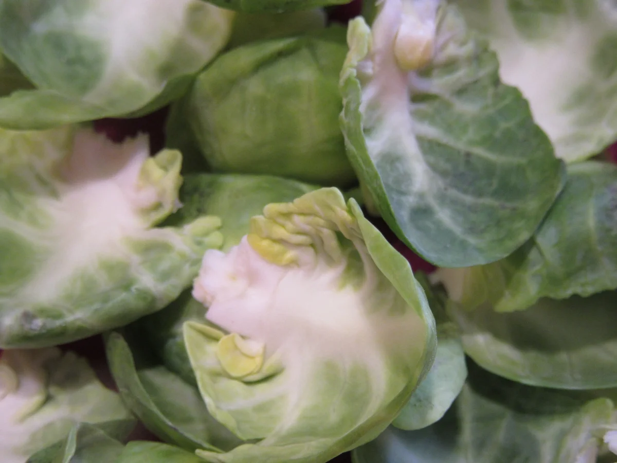 Rezept: Suppen: Rosenkohlsuppe mit Glasnudeln Bild Nr. 7204 Suppen: Rosenkohlsuppe mit Glasnudeln - Rezept - Bild Nr. 7204