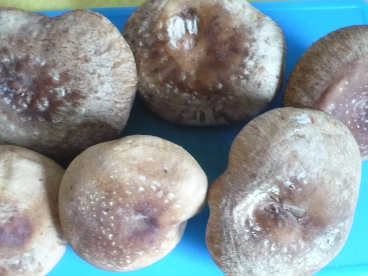 Rezept: Asia - Salat mit Parmesan - Souffle´ Bild Nr. 7220 Asia - Salat mit Parmesan - Souffle´ - Rezept - Bild Nr. 7220