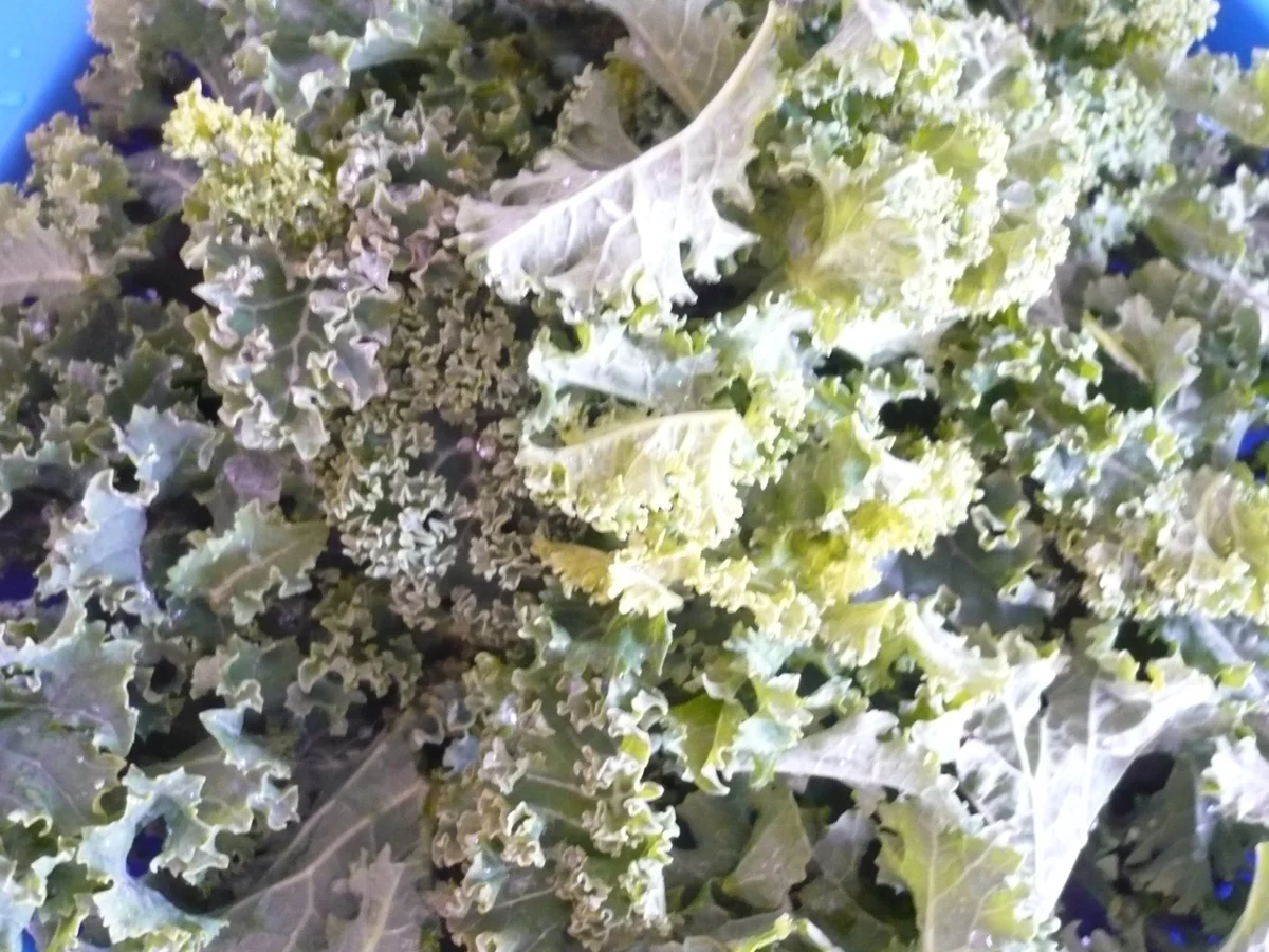 Pastinaken - Grünkohl - Pfanne - Rezept - Bild Nr. 7619