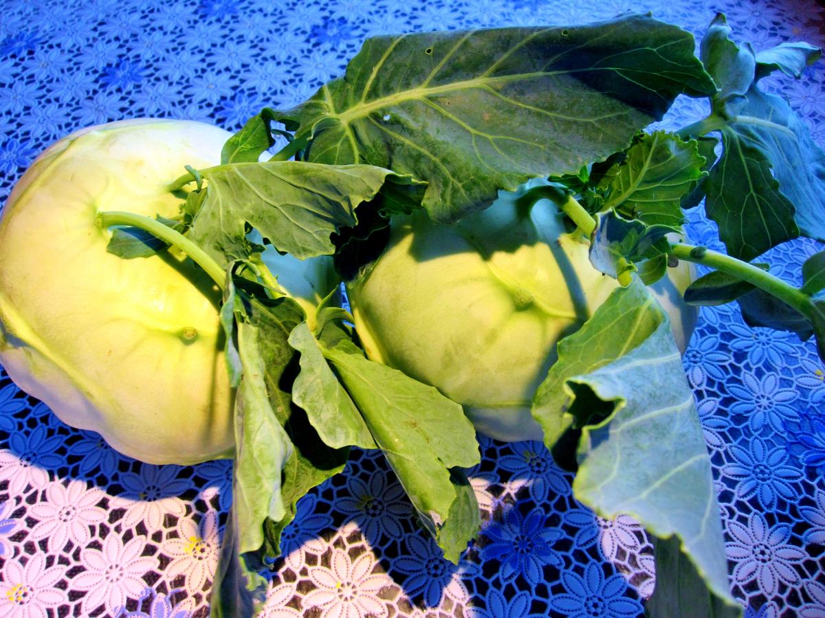 Kohlrabi dampfgegart - Rezept - Bild Nr. 7788